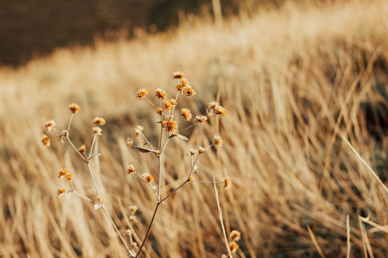 afternoon light_ 4k