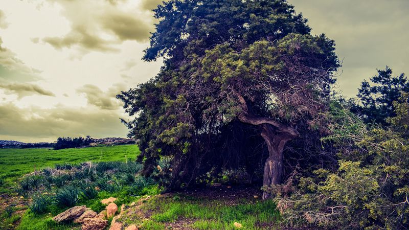 tree, field, grass, summer, clouds, 4k