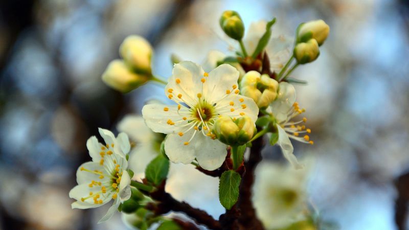 blossom, cherry, spring, branch, 4k