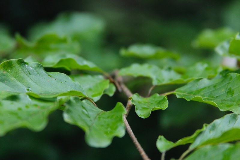 closeup view featuring an oak leaf in a dense foliage, closeup shot of oak leaf 4k