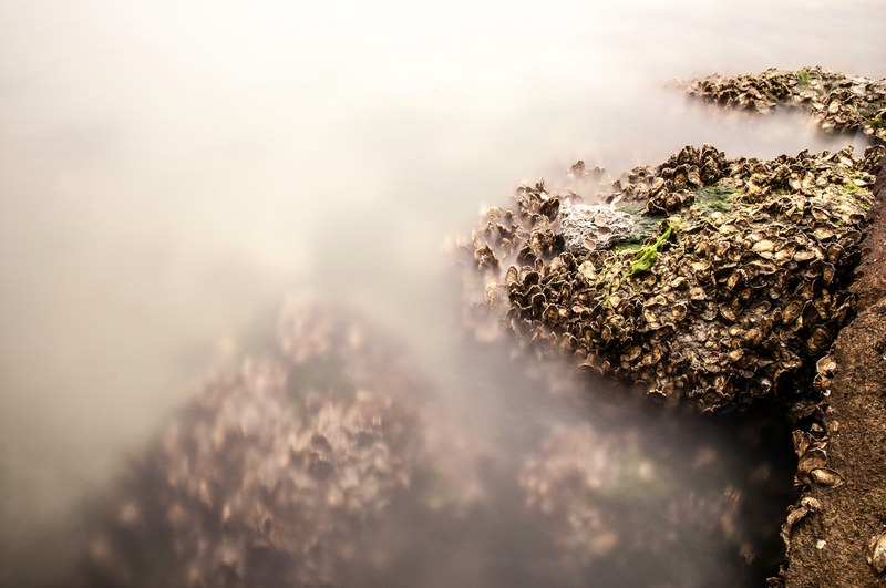 misty beach with lichen seaweed shell and moss growing out of ocean rock at atlantic beach, misty atlantic beach 4k