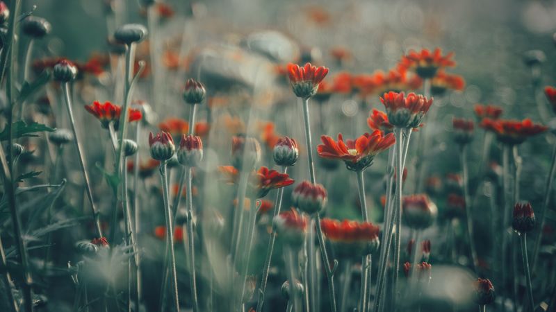 flowers, field, glare, 4k