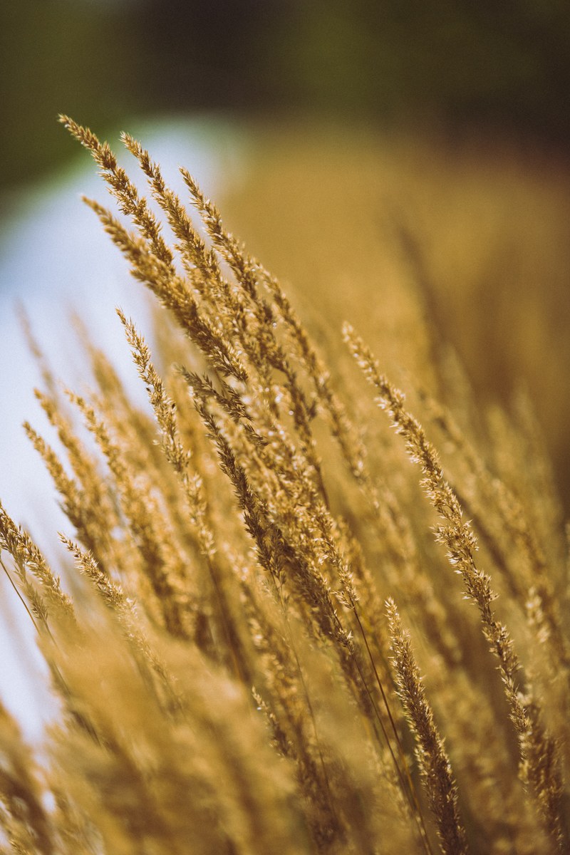wheat plant grain and golden hd, 4k