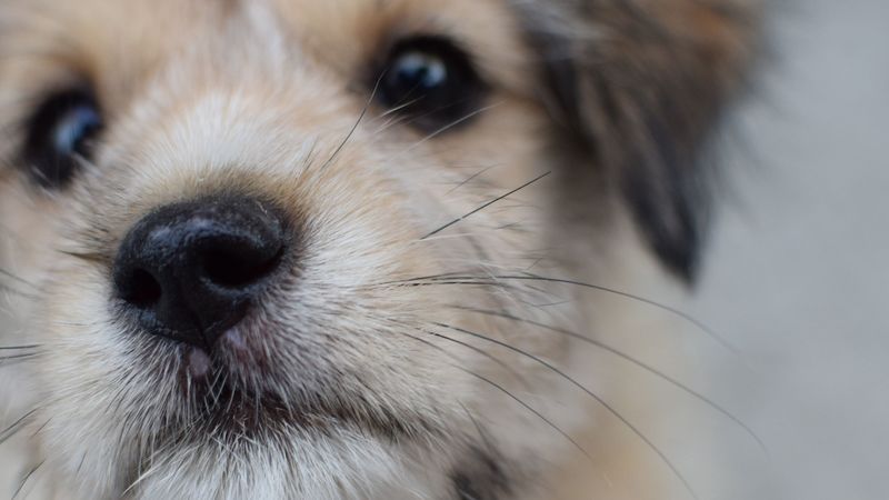 dog, puppy, muzzle, close-up, 4k