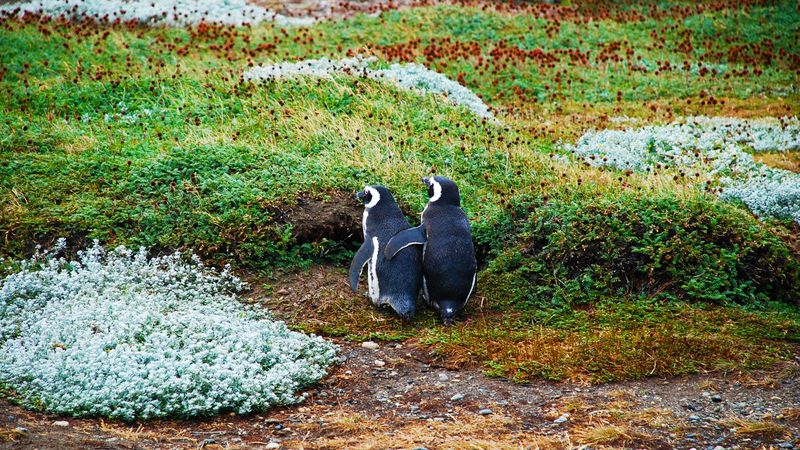 magellanic penguin, penguins, couple, grass, 4k