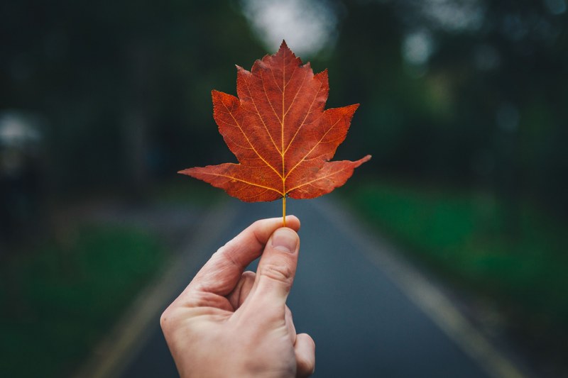outdoor leaf leafe and fall 4k