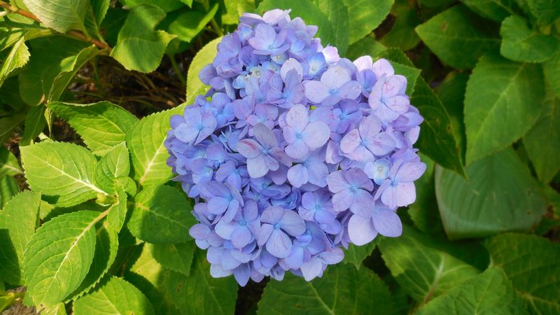 hydrangea, shrub, lilac, 4k