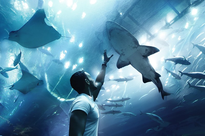 a man raises his hands towards a shark in dubai aquarium amp underwater zoo, _dubai aquarium 4k