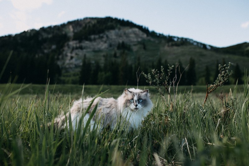 a maine coon cat sneaking in a meadow at the foot of a mountain, house cat gone wild 4k