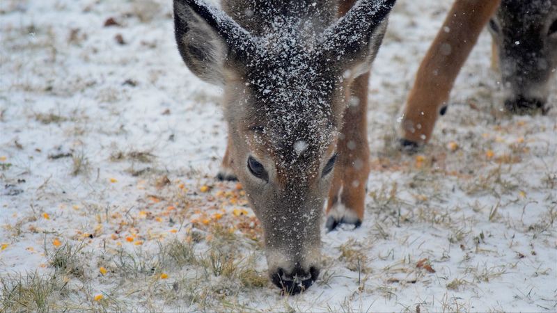 deer, snow, winter, 4k