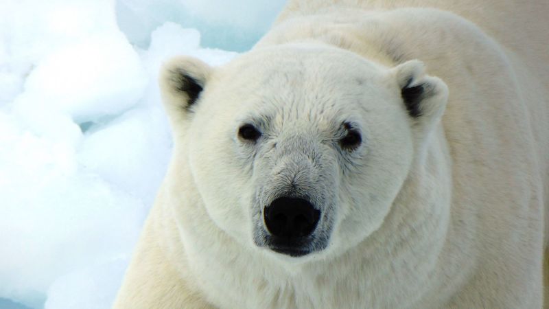 polar bear, white bear, predator, 4k