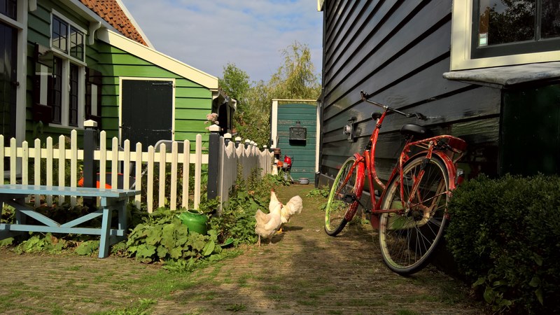 chickens in zaanse schans amsterdam 4k