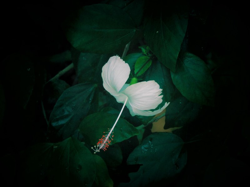 a white flower with a long pistil among dark green leaves, white flower on dark green 4k
