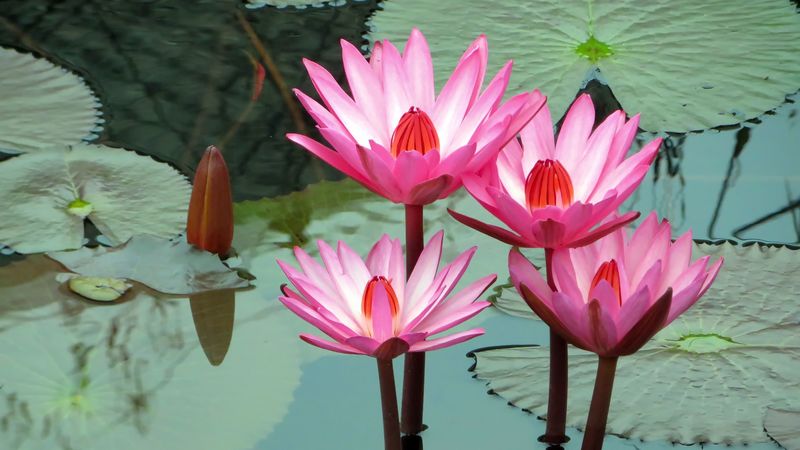 lotus, water lily, water, 4k