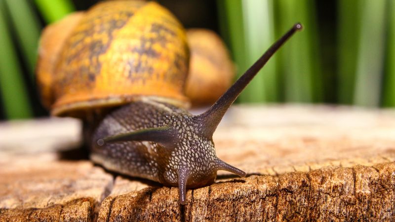 snail, shell, antennae, close-up, 4k