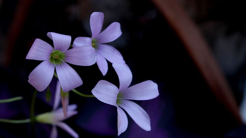 flowers, petals, buds, lilac, 4k