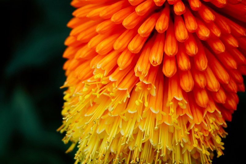 a macro shot of orange flowers in a large cluster, orange flowers in macro 4k