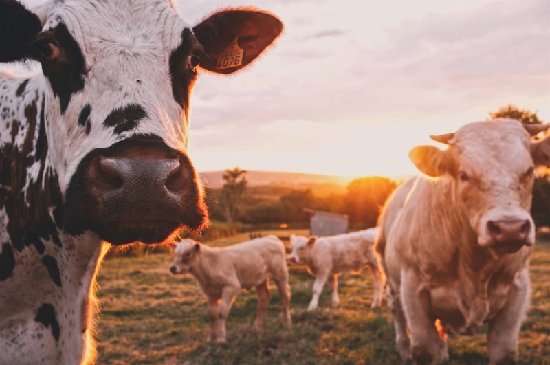cow cows cattle and farm 4k