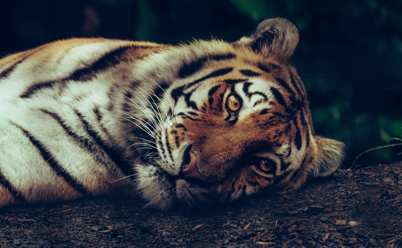 luna the siberian tiger 4k