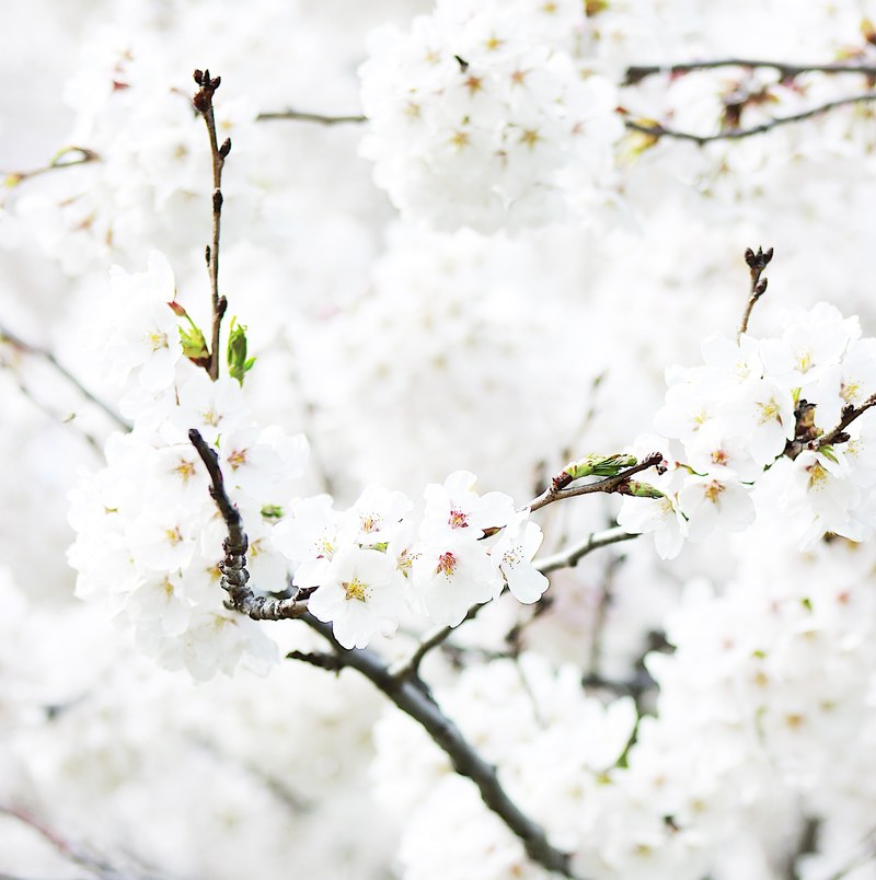 close up of cherry blossom branch in full bloom in spring high park, lost in white 4k