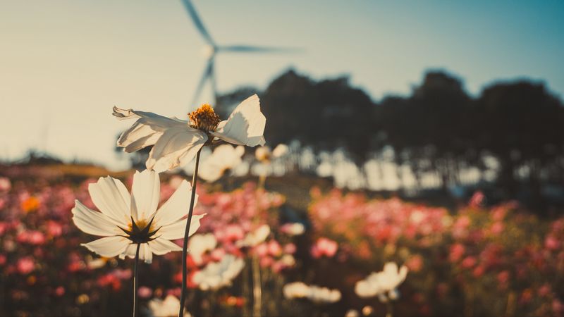 kosmeya, flowers, field, light, 4k