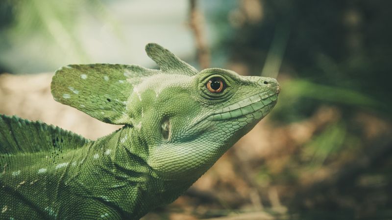 lizard, green, color, reptile, 4k