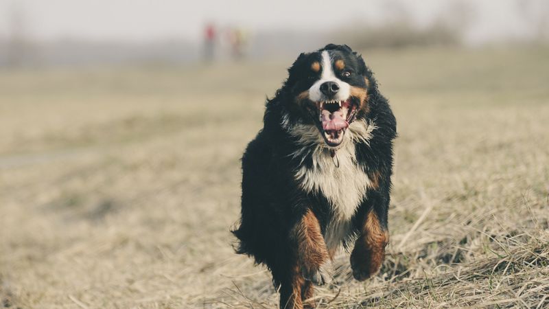 bernese mountain dog, bernese shepherd, dog, runs, 4k