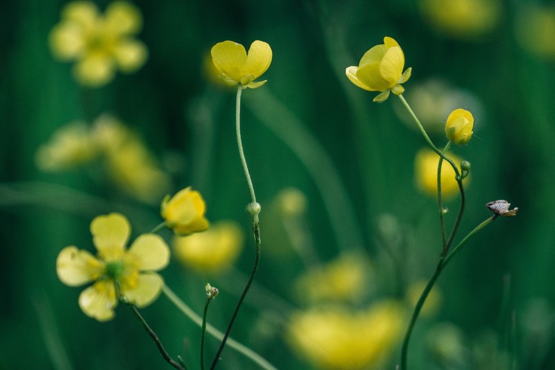 close up of yellow buttercup flowers in bloom, blooming buttercup 4k