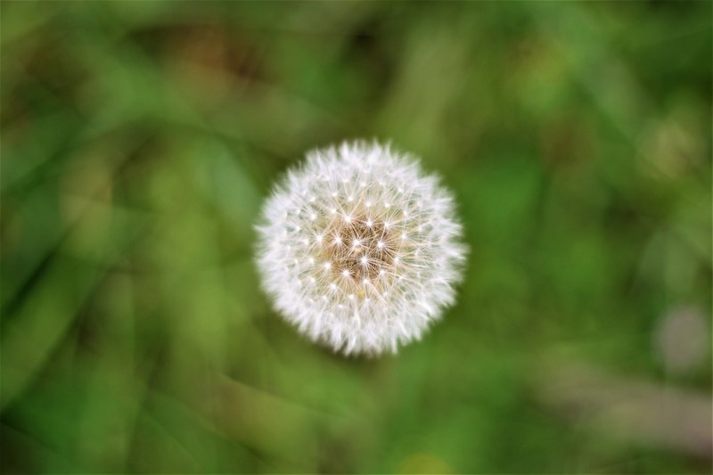 dandelion green wish and plant 4k