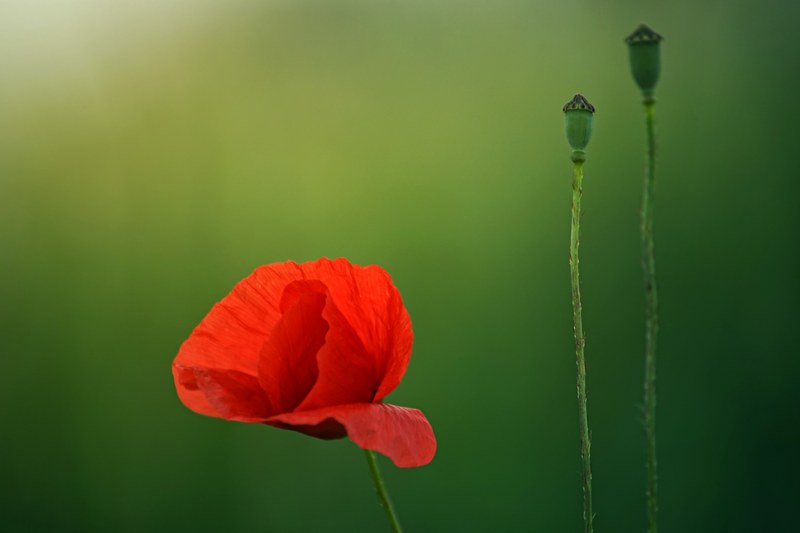 close up of a red poppy next to two seed heads, budding poppy 4k
