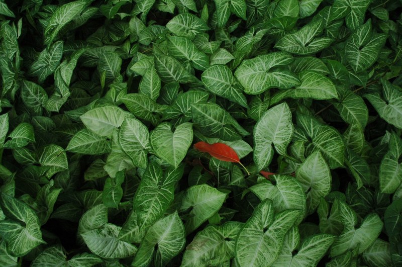 green leafe leaf and plant 4k