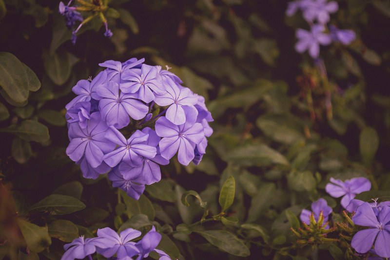 clusters of light purple flowers in full blossom, purple blossom 4k