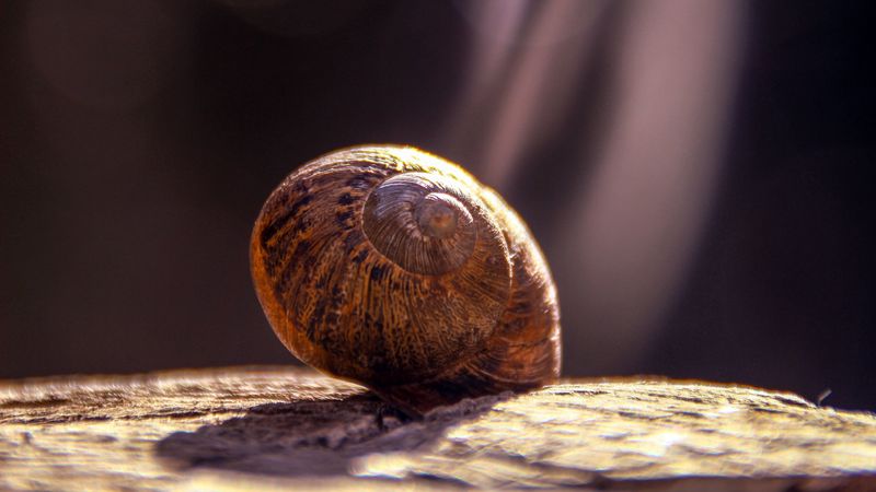 snail, shell, close-up, 4k