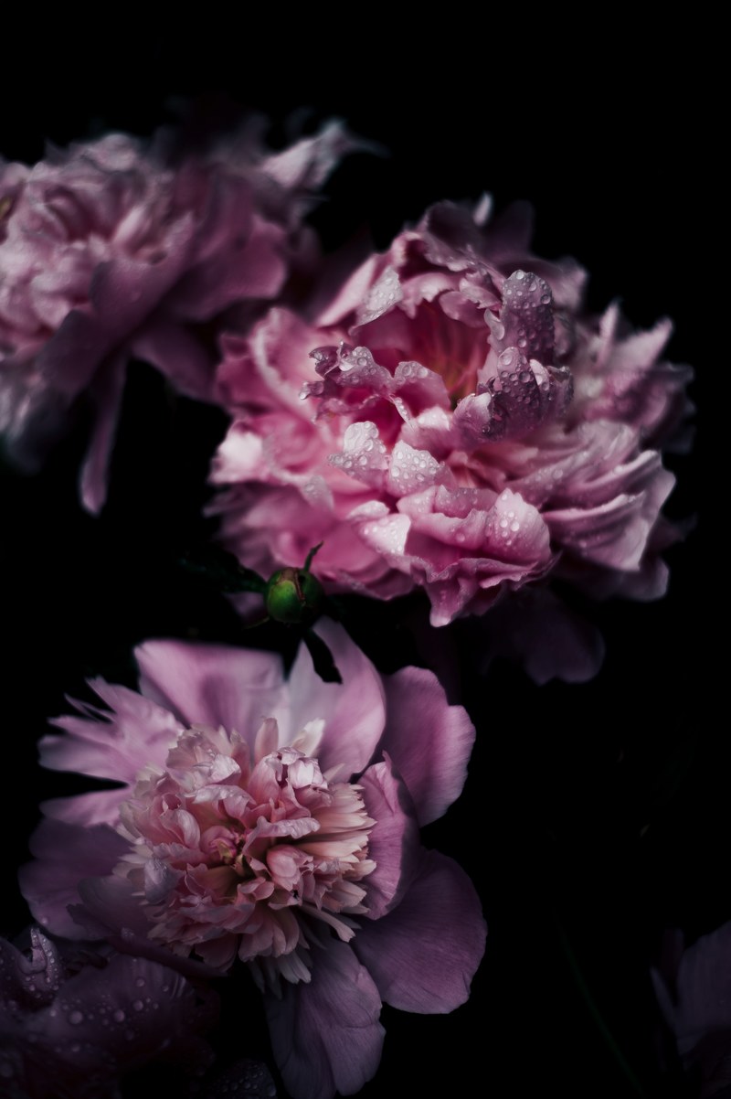 peony flower petal and bloom hd, 4k