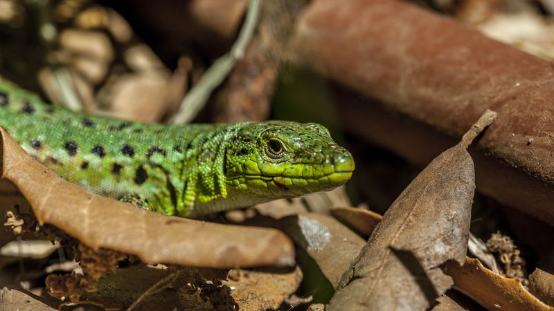 lizard, leaves, reptile, 4k