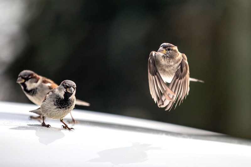 small birds mid flight perched on a reflective surface outside, birds in motion 4k