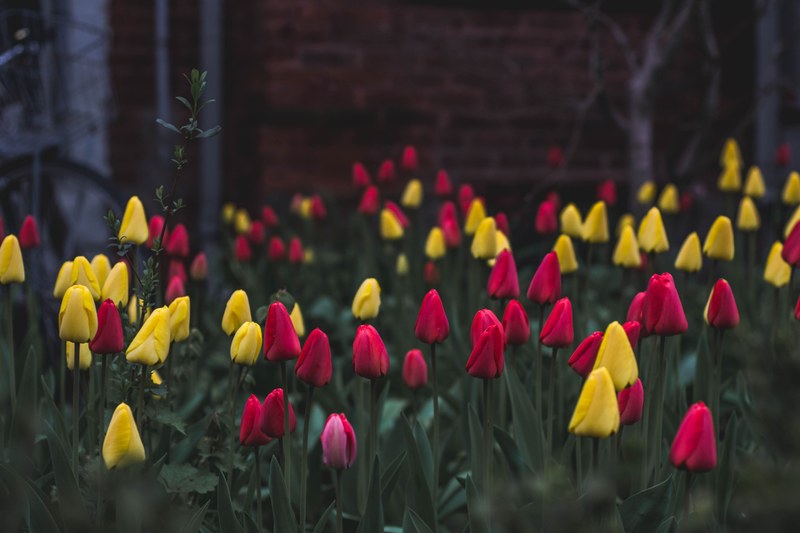 yellow and red tulips flowers blooming in front of red brick wall in spring harbord village, patch of closed tulips 4k