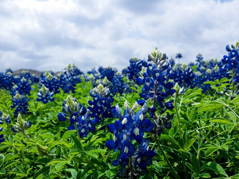 blue lilac flowers blooming in a garden, blue lilac 4k