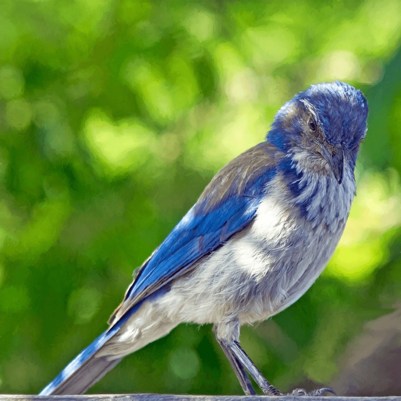 a gracious blue jay against a green pastel like background, blue jay on green 4k