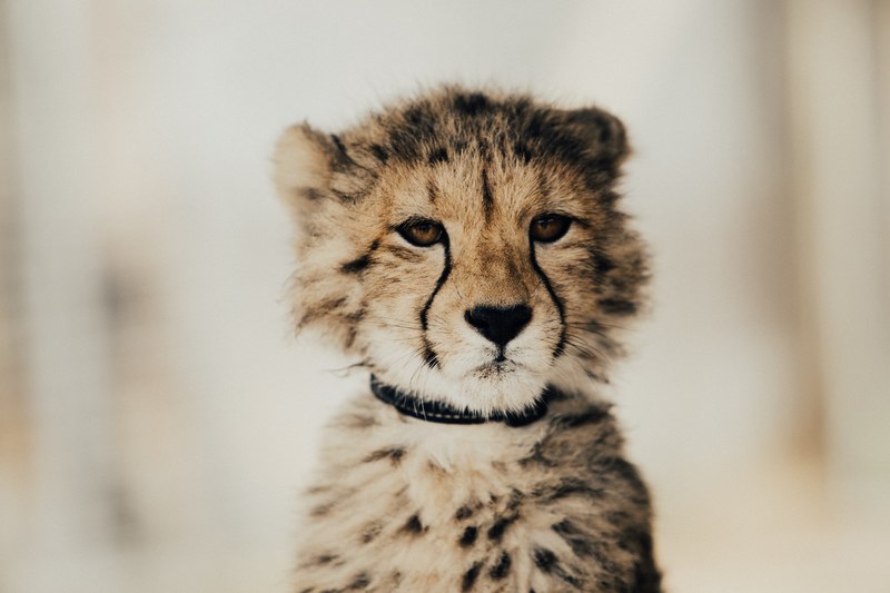 pensive portrait of a young wild cheetah, baby cheetah 4k