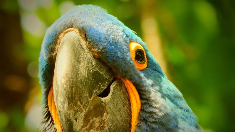 macaw, parrot, beak, 4k