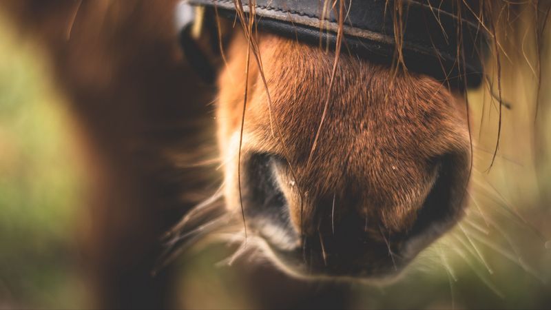 horse, nose, close-up, 4k
