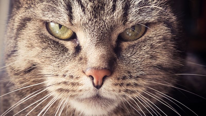 cat, muzzle, severe, look, 4k
