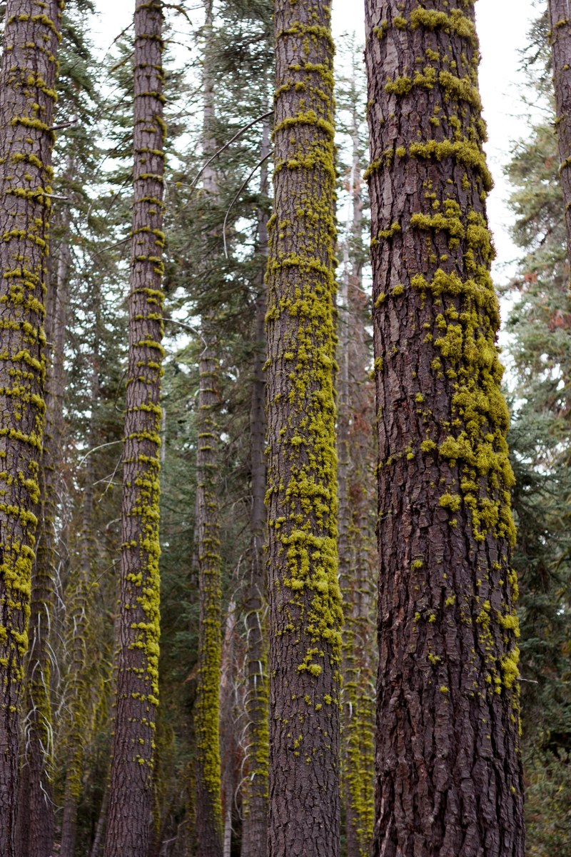 moss on the bark of tall trees near lake alpine, mossy trees near lake alpine 4k