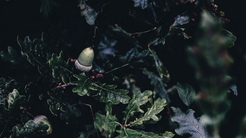 acorn, oak, branches, 4k
