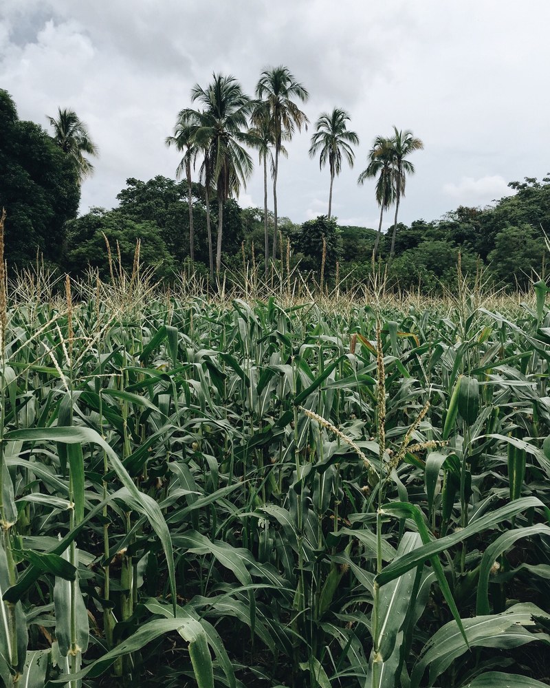 a corn field surrounded by palm trees in la villa de los santos, la villa de los santos field 4k