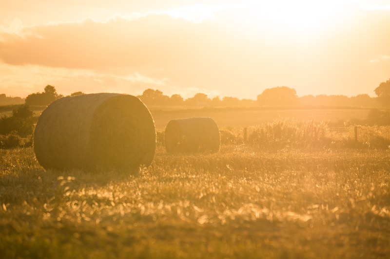 field hay farm and golden 4k