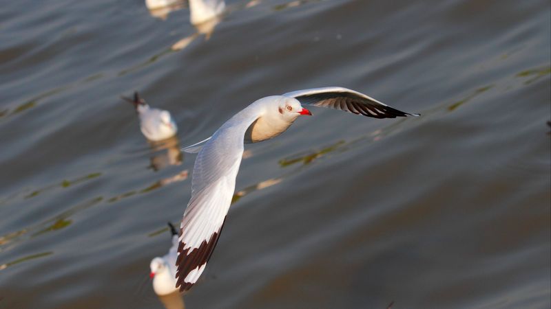 seagulls, birds, flying, flapping, 4k