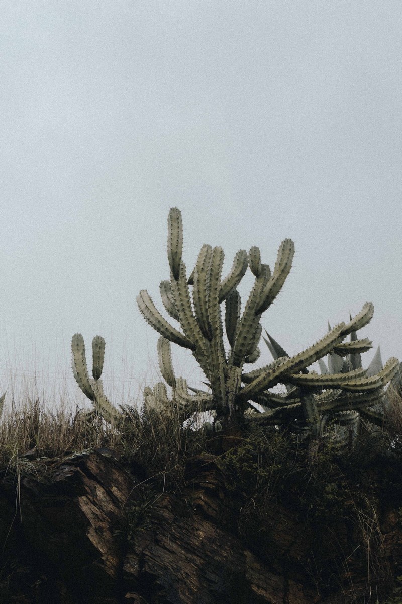mexico cactu sky and tree hd, 4k