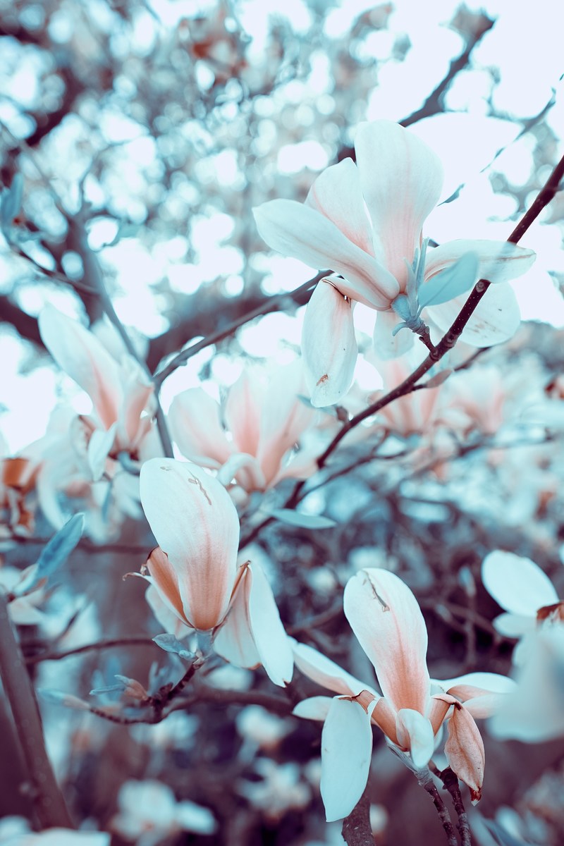 magnolia tree 4k
